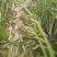 广西精品菠萝香水菠萝种植基地直发对接商超档口一件代发