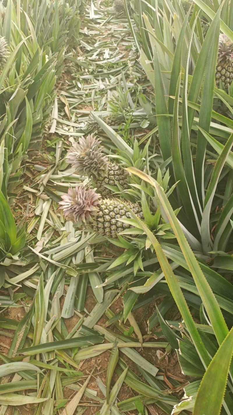 广西精品菠萝香水菠萝种植基地直发对接商超档口一件代发