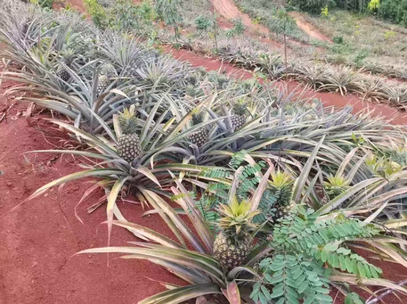 广西精品菠萝香水菠萝种植基地直发对接商超档口一件代发