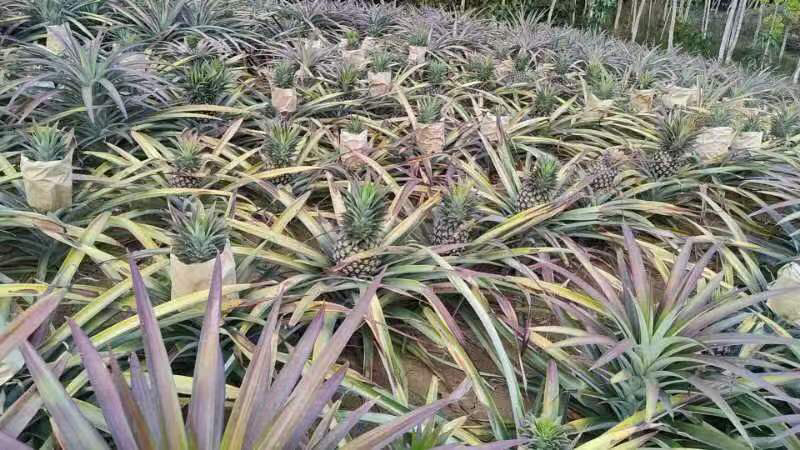 广西精品菠萝香水菠萝种植基地直发对接商超档口一件代发