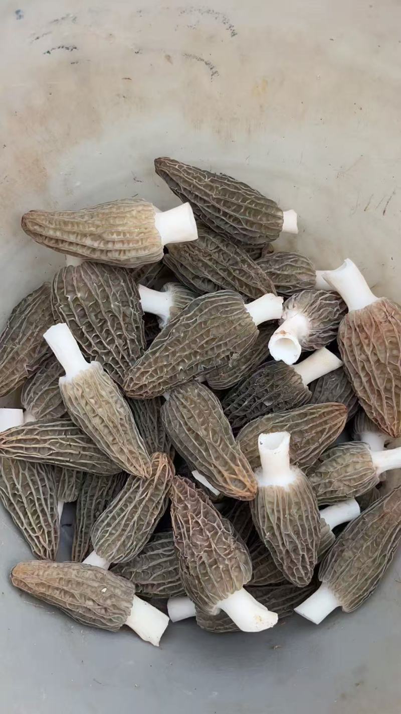 新鲜羊肚菌上市一件代包邮价格非质量问题不退不换