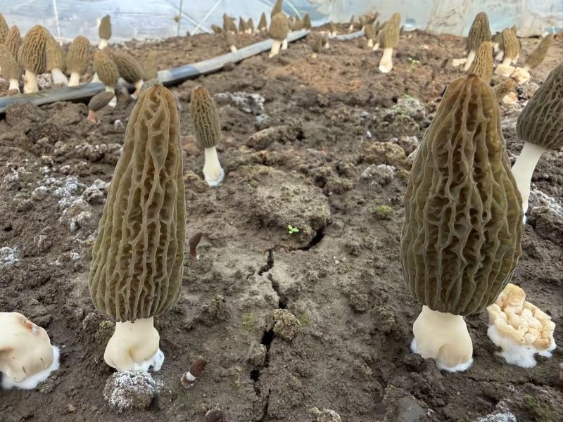 新鲜羊肚菌上市一件代包邮价格非质量问题不退不换