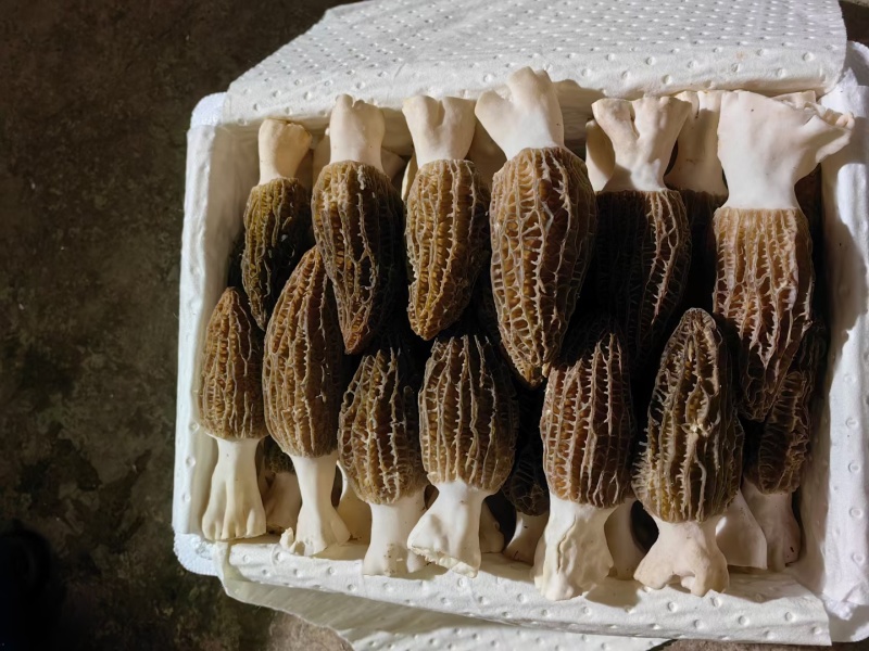新鲜羊肚菌上市一件代包邮价格非质量问题不退不换