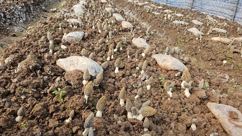 新鲜羊肚菌上市一件代包邮价格非质量问题不退不换