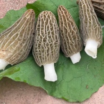 云南羊肚菌大量出货品质保证可视频看货一件代发批发均可