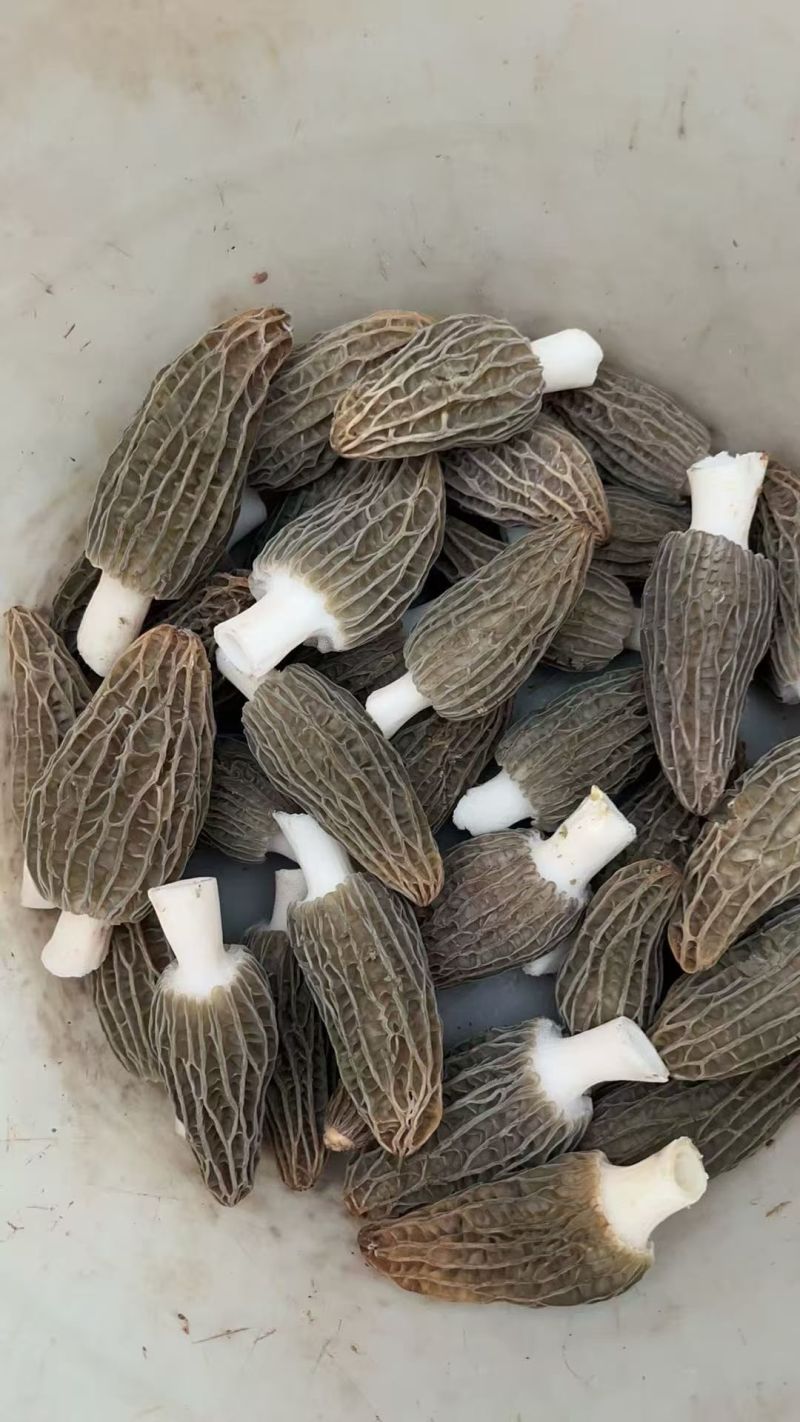 云南羊肚菌大量出货品质保证可视频看货一件代发批发均可