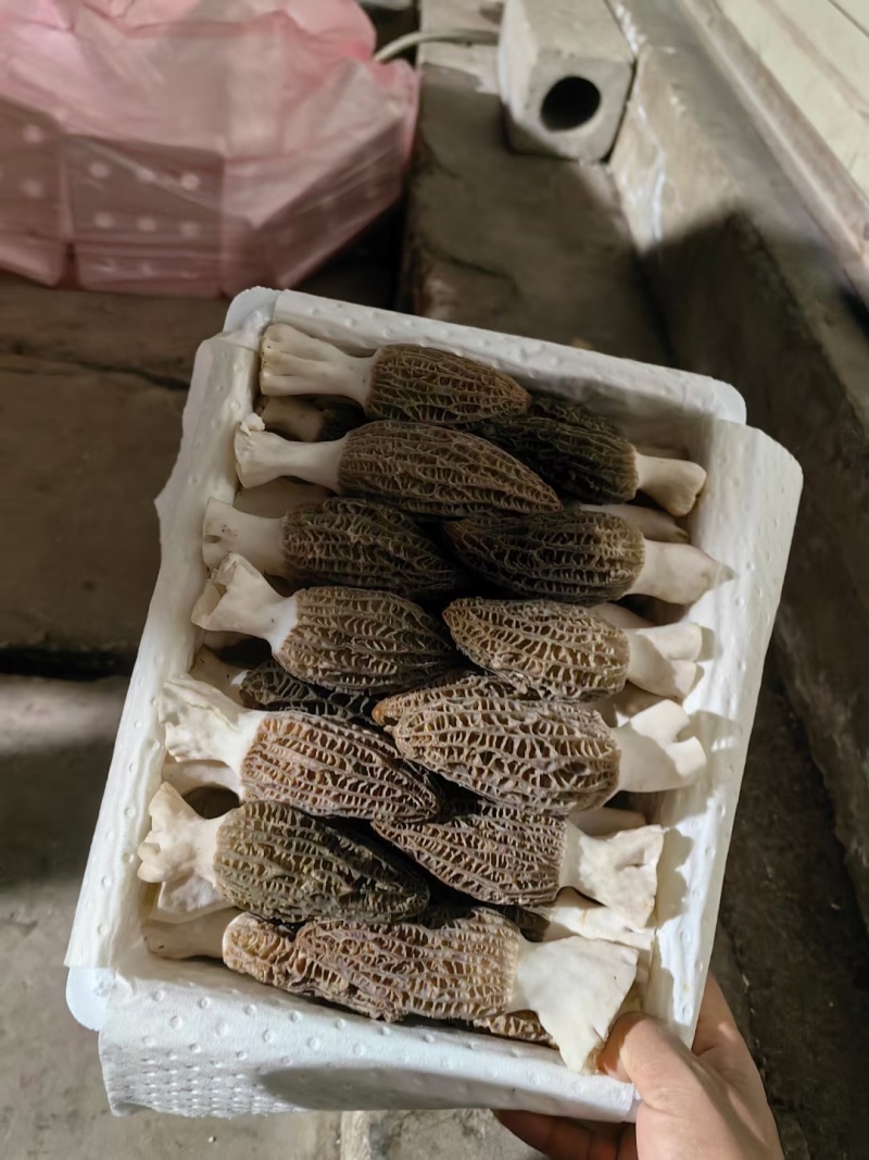 云南羊肚菌大量出货品质保证可视频看货一件代发批发均可