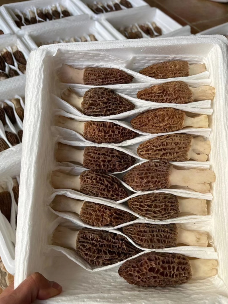 云南羊肚菌大量出货品质保证可视频看货一件代发批发均可