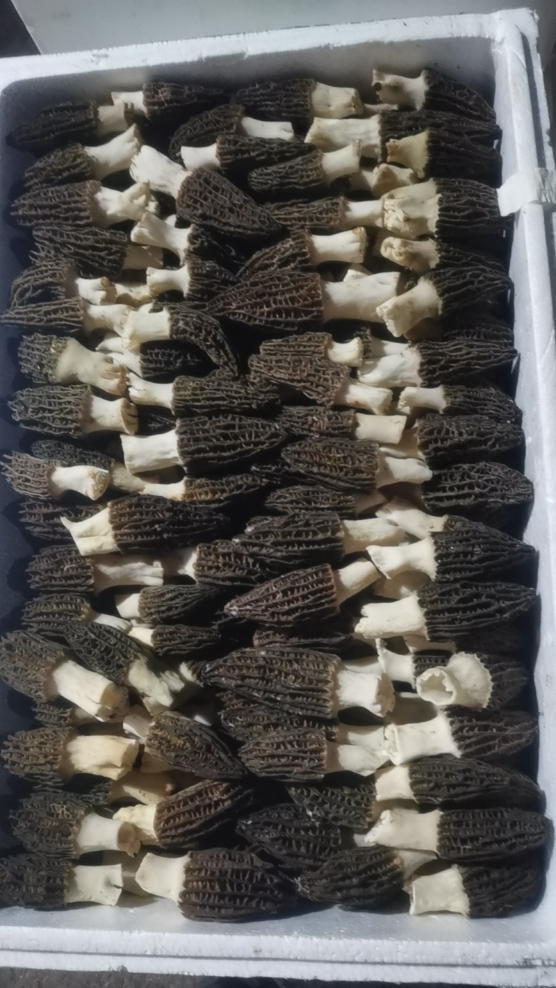 云南羊肚菌大量出货品质保证可视频看货一件代发批发均可