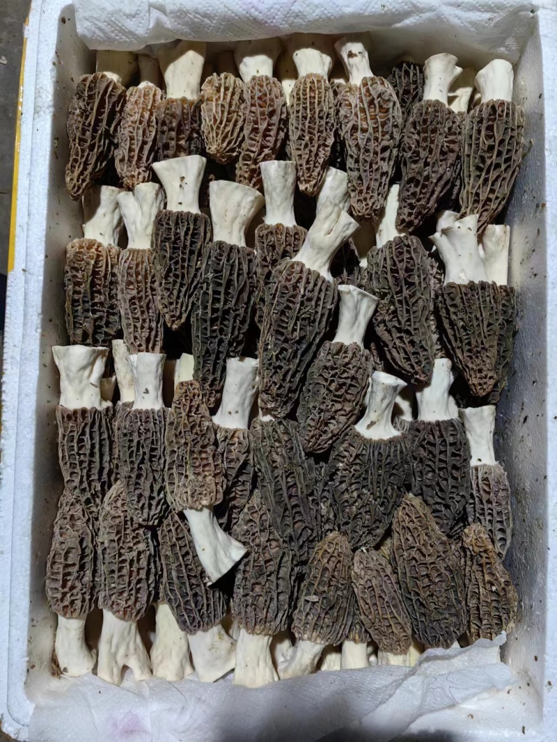 云南羊肚菌大量出货品质保证可视频看货一件代发批发均可
