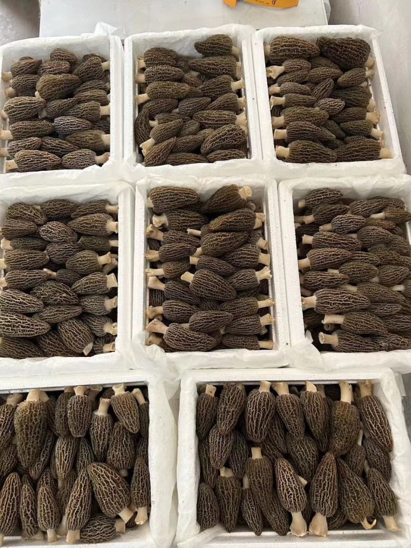 云南羊肚菌大量出货品质保证可视频看货一件代发批发均可