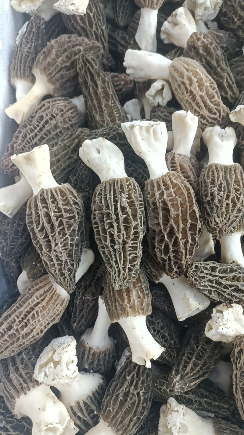 云南羊肚菌大量出货品质保证可视频看货一件代发批发均可