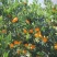 枝江精品碰柑，大量精品新鲜现货速发，保质保量欢迎选购