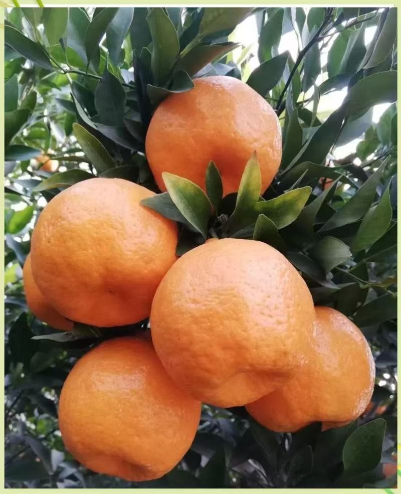 枝江精品碰柑，大量精品新鲜现货速发，保质保量欢迎选购