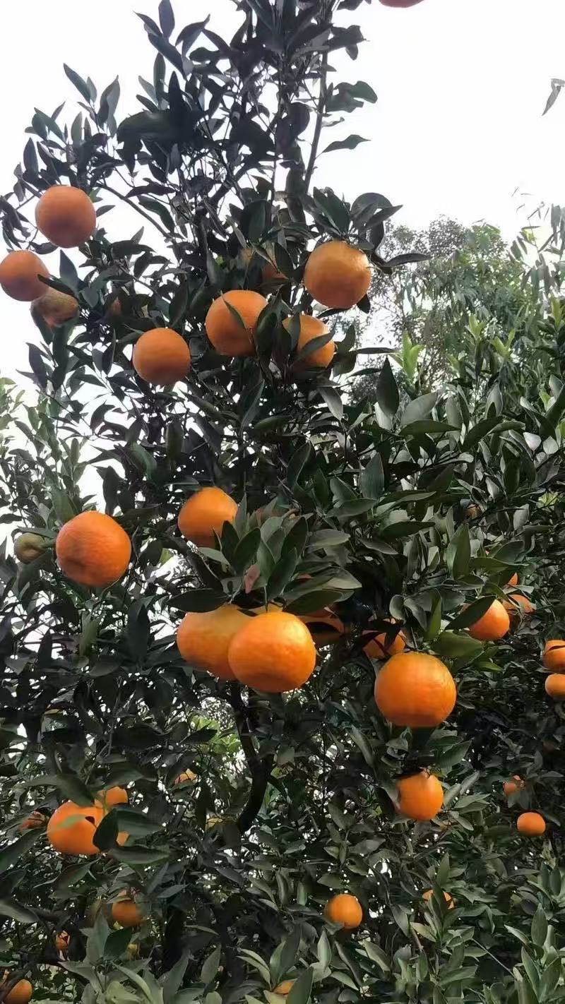 枝江精品芦柑，大量精品新鲜现货速发，保质保量欢迎选购