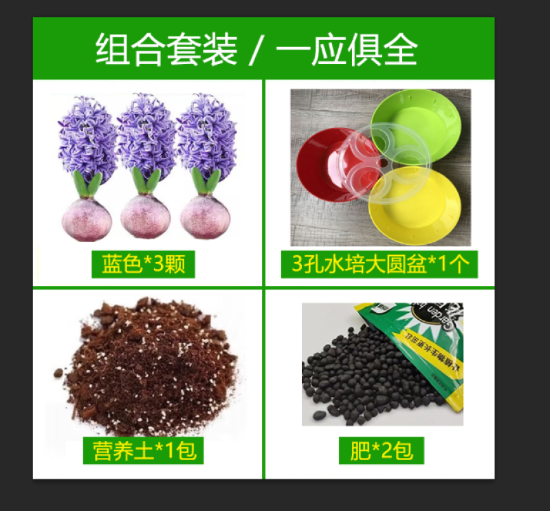 风信子种球3球土培水培荷兰进口球根种子水养阳台盆栽重瓣