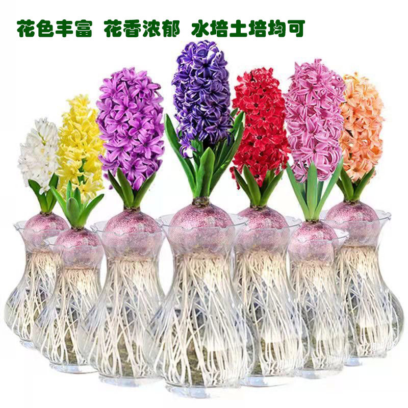 风信子种球3球土培水培荷兰进口球根种子水养阳台盆栽重瓣