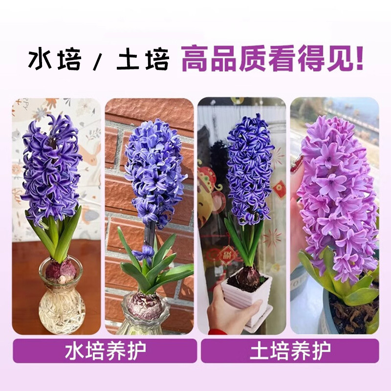风信子种球3球土培水培荷兰进口球根种子水养阳台盆栽重瓣