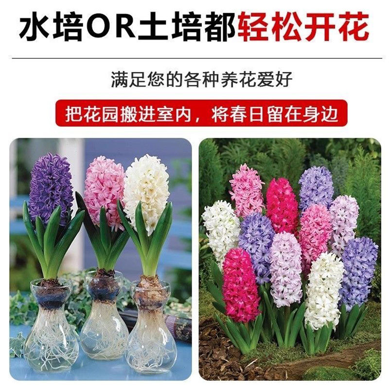 风信子种球3球土培水培荷兰进口球根种子水养阳台盆栽重瓣