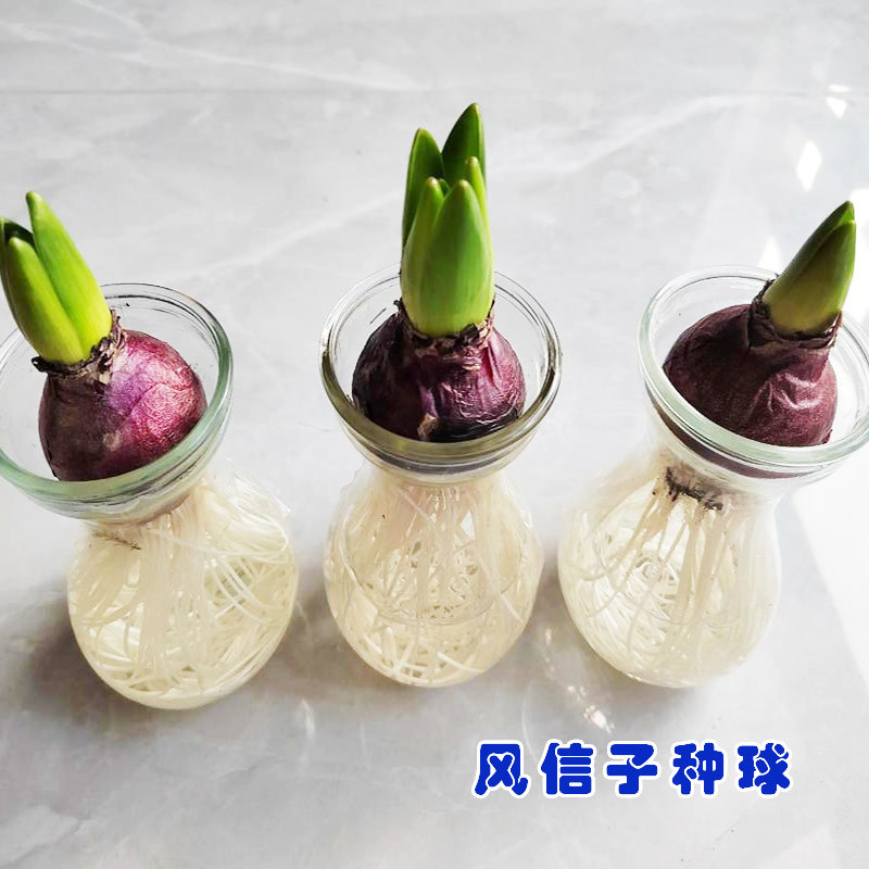 风信子种球3球土培水培荷兰进口球根种子水养阳台盆栽重瓣