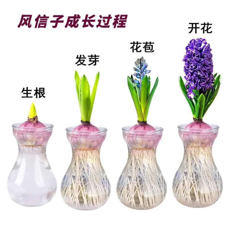 风信子种球3球土培水培荷兰进口球根种子水养阳台盆栽重瓣
