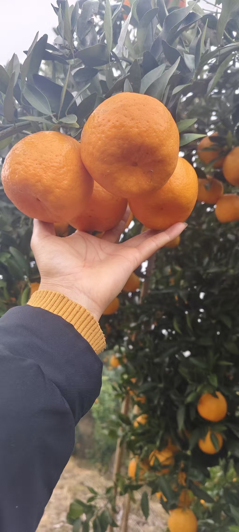 椪柑产地一手货源，甜度高，水分足，量大优惠，欢迎客户合作