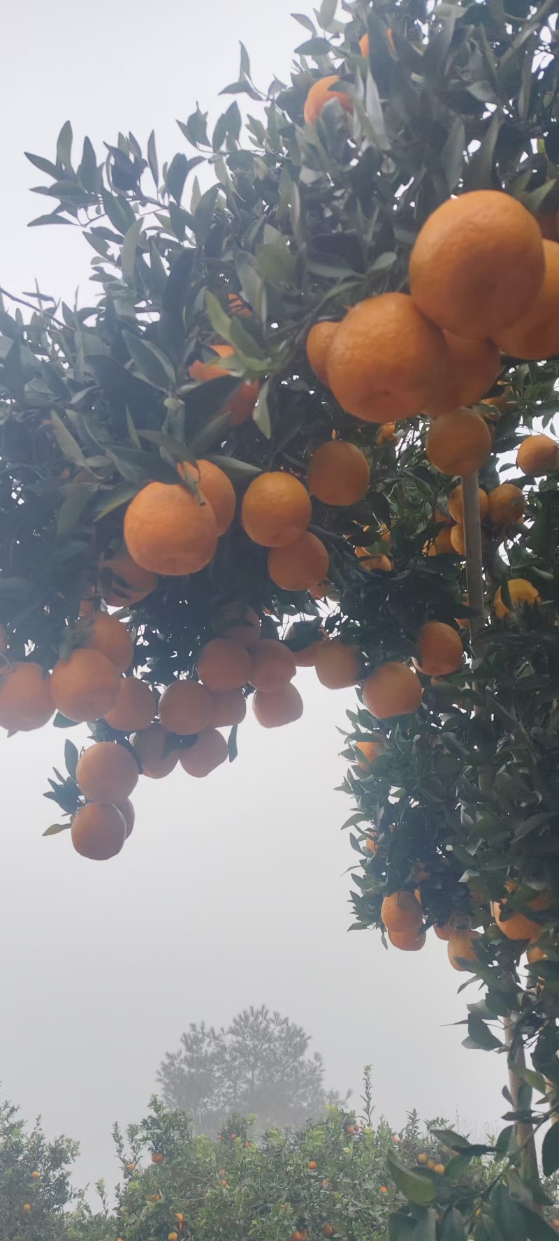 椪柑产地一手货源，甜度高，水分足，量大优惠，欢迎客户合作