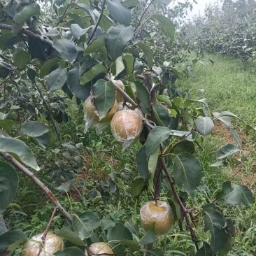玉露香梨
