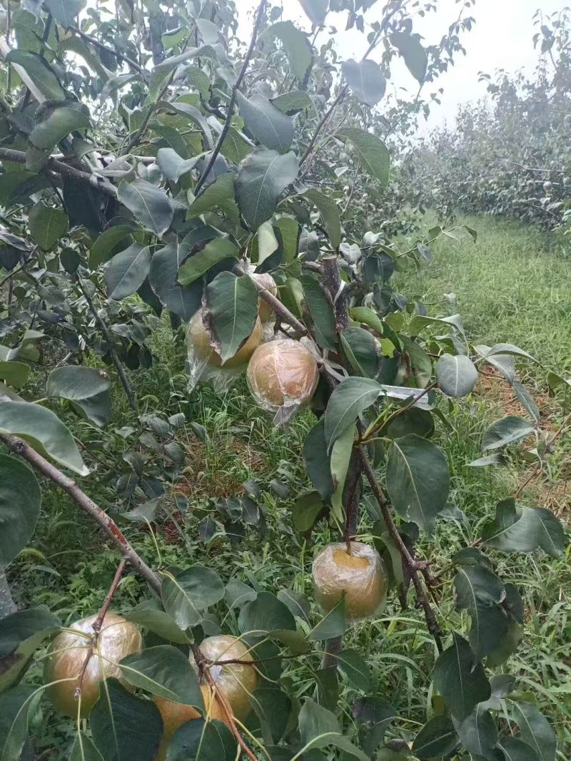 玉露香梨