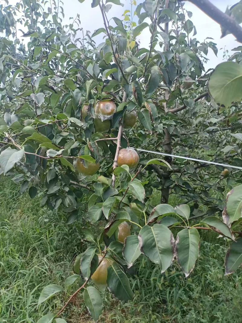 玉露香梨