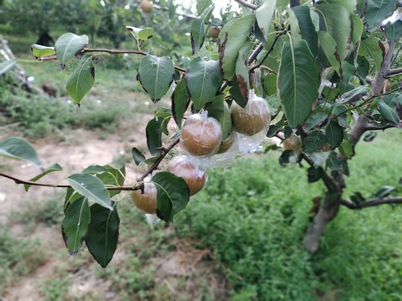 玉露香梨