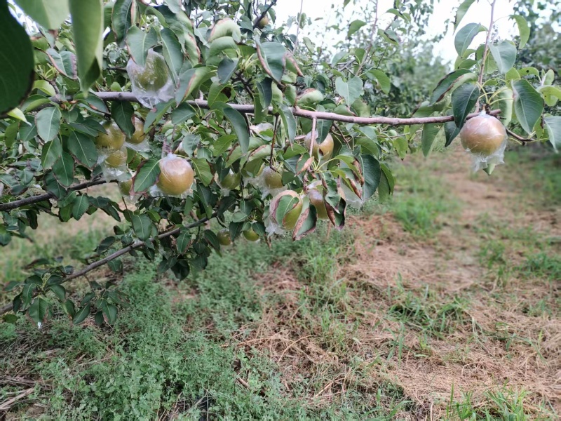 玉露香梨