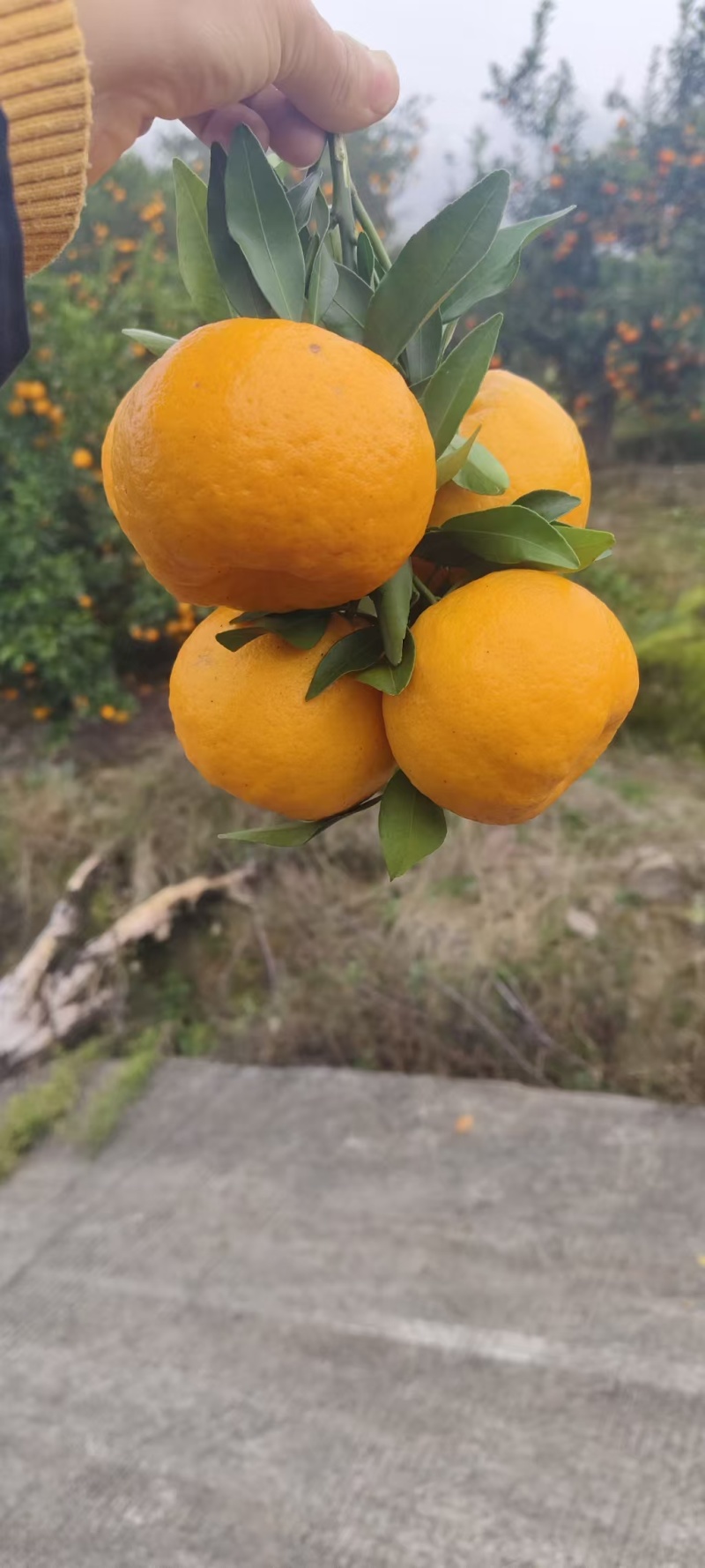重庆椪柑，产地直发一手货源，一件代发，全国可发，量大价优