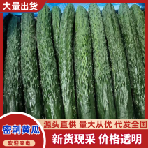 新鲜密刺黄瓜，产地直供，可全国代发，欢迎咨询