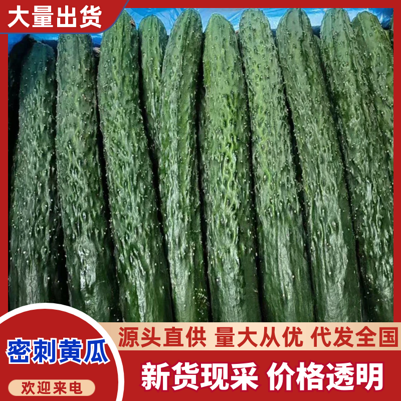 贵州新鲜密刺黄瓜，产地直供，可全国代发，欢迎咨询