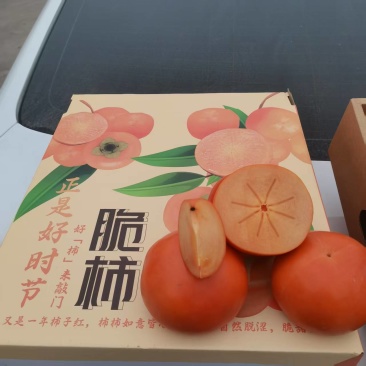 阳丰巧克力脆柿子精品脆柿产地直发口感脆甜量大优惠