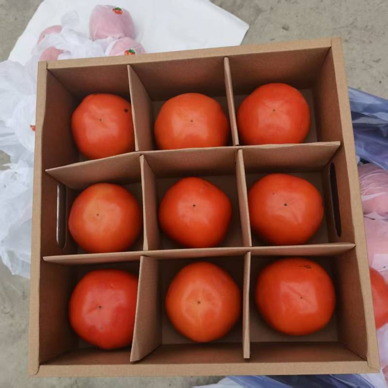 阳丰巧克力脆柿子精品脆柿产地直发口感脆甜量大优惠