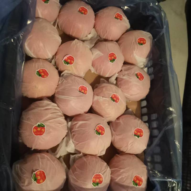 阳丰巧克力脆柿子精品脆柿产地直发口感脆甜量大优惠