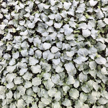 美青西兰花种苗基地直发欢迎预定