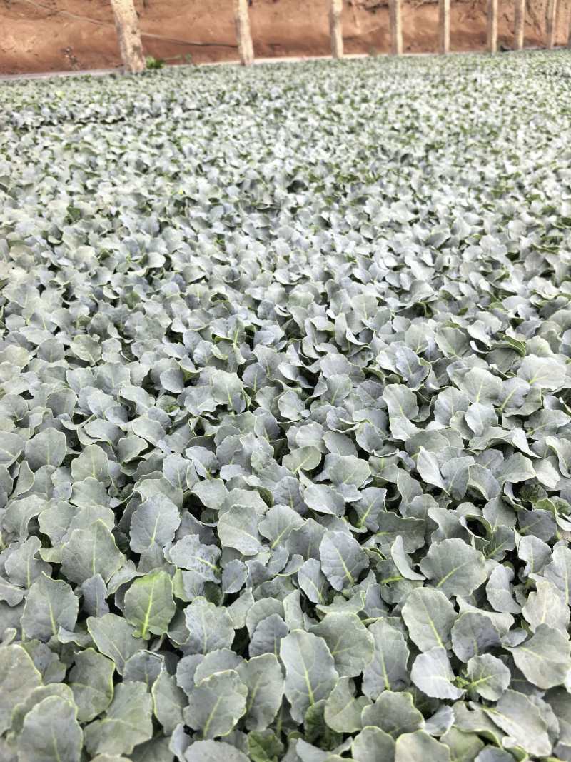 美青西兰花种苗基地直发欢迎预定