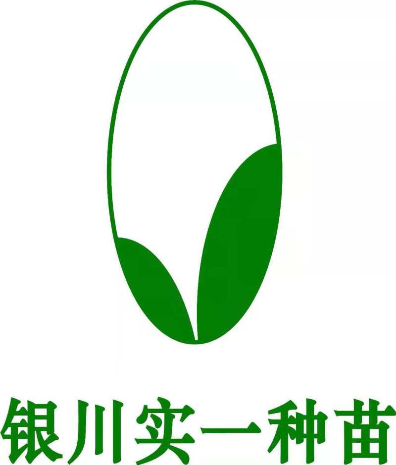 白菜种苗基地直发欢迎预定包邮欢迎采购谢谢