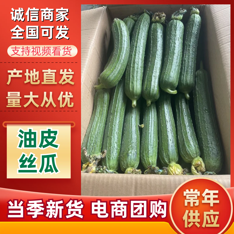 【1000人种草店铺】油皮丝瓜/江苏精品丝瓜/新鲜油皮丝