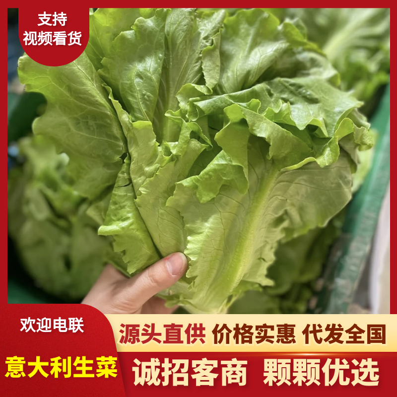 【平台推荐】意大利生菜/江苏生菜/散叶生菜便宜