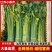 【精品香芹】江苏小香芹,芹菜/对接全网商超日供应2万