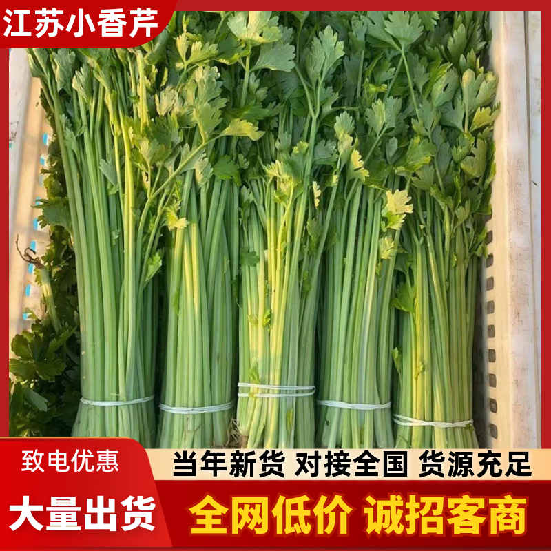 【精品香芹】江苏小香芹，芹菜/对接全网商超日供应2万