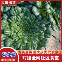 【臻选好货】江苏菊花菜/精品菊花菜/对接全网社区食堂商超