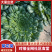 【臻选好货】江苏菊花菜/精品菊花菜/对接全网社区食堂商超