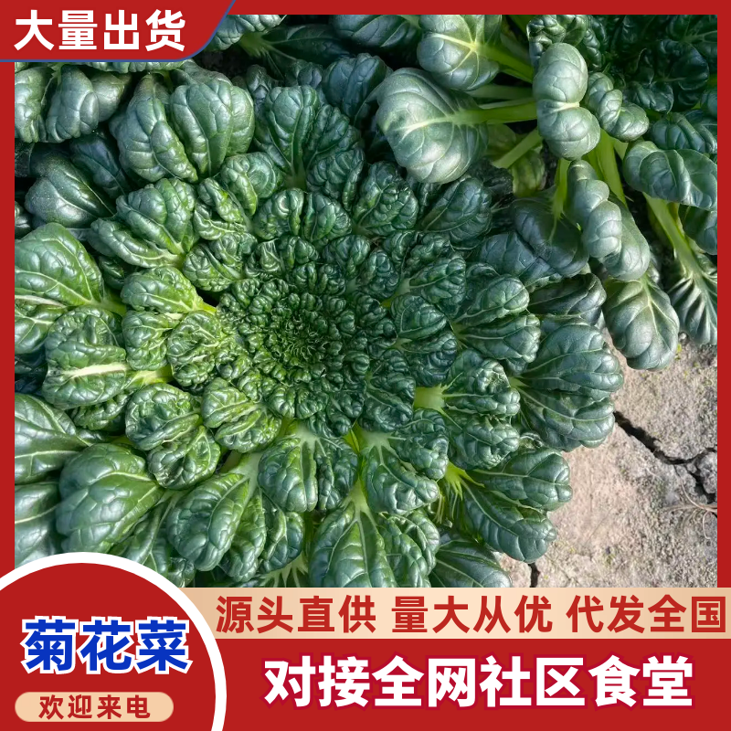 【臻选好货】江苏菊花菜/精品菊花菜/对接全网社区食堂商超