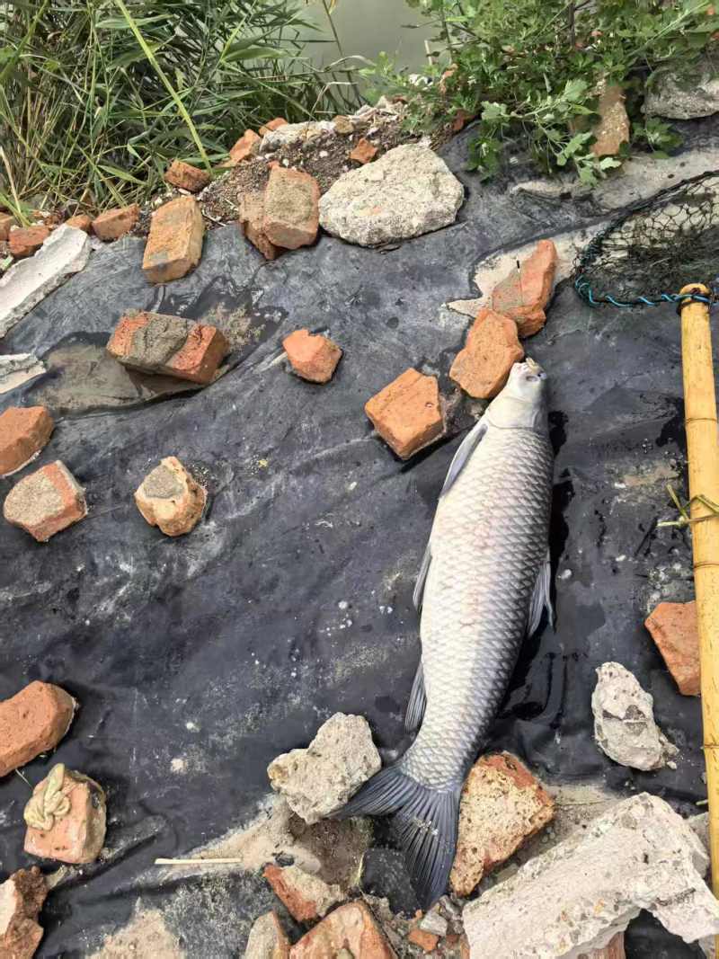 青鱼10-30各种规格都有活鱼现捞常年供货欢迎来电