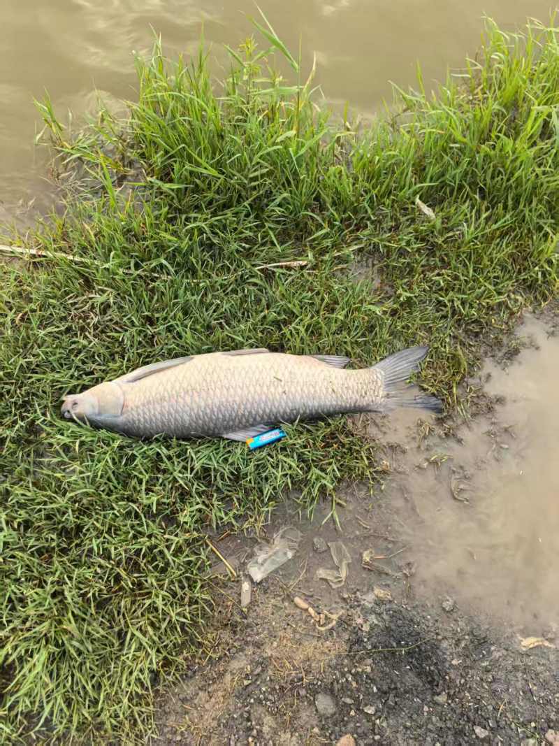 青鱼10-30各种规格都有活鱼现捞常年供货欢迎来电